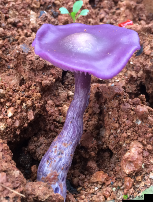 紫色的蘑菇根很粗大能吃吗：探寻真相