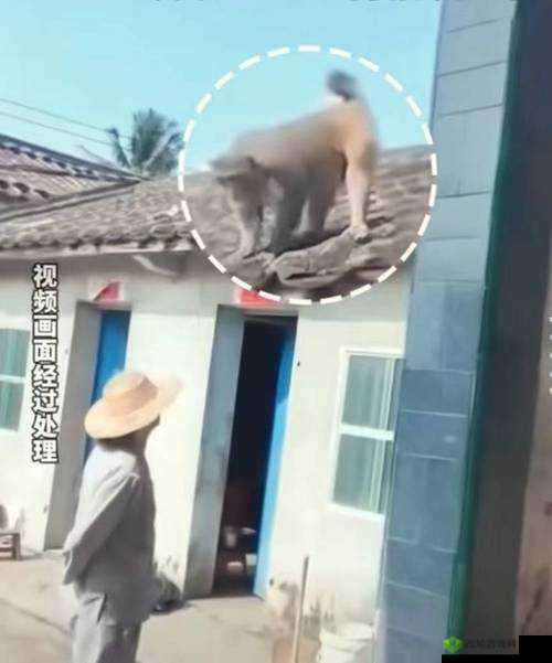 二人生猴子全程无被子:别样奇妙经历