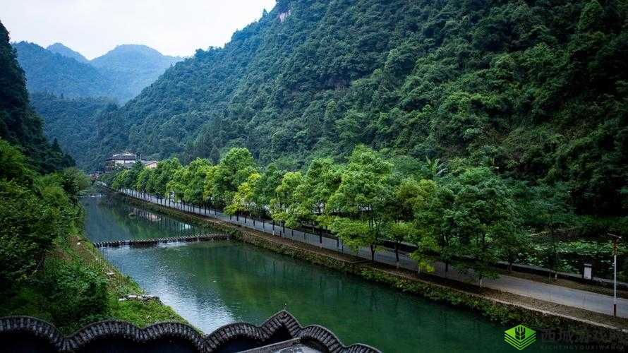 有趣的授精记趣闻:黑叶猴的奇特繁殖方式