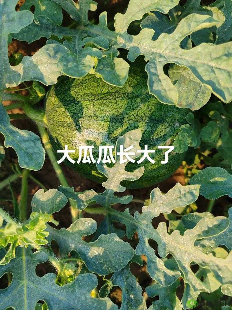 51 热门大瓜往期回顾:精彩不断,瓜瓜不断