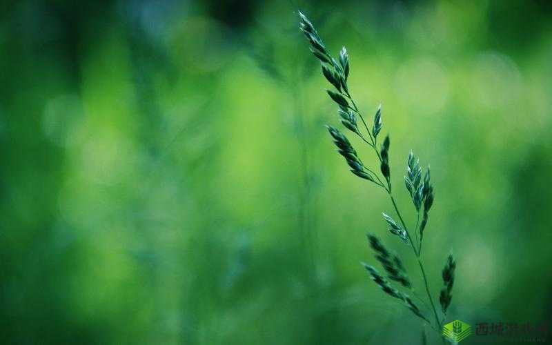 b 站大全永不收费免费下载软件吗:绿色安全的视频软件下载宝库