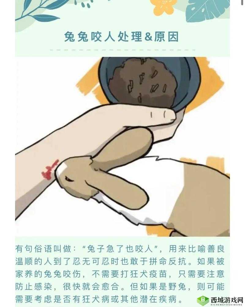 咬小兔兔的正确咬法:详细步骤与注意事项全解析
