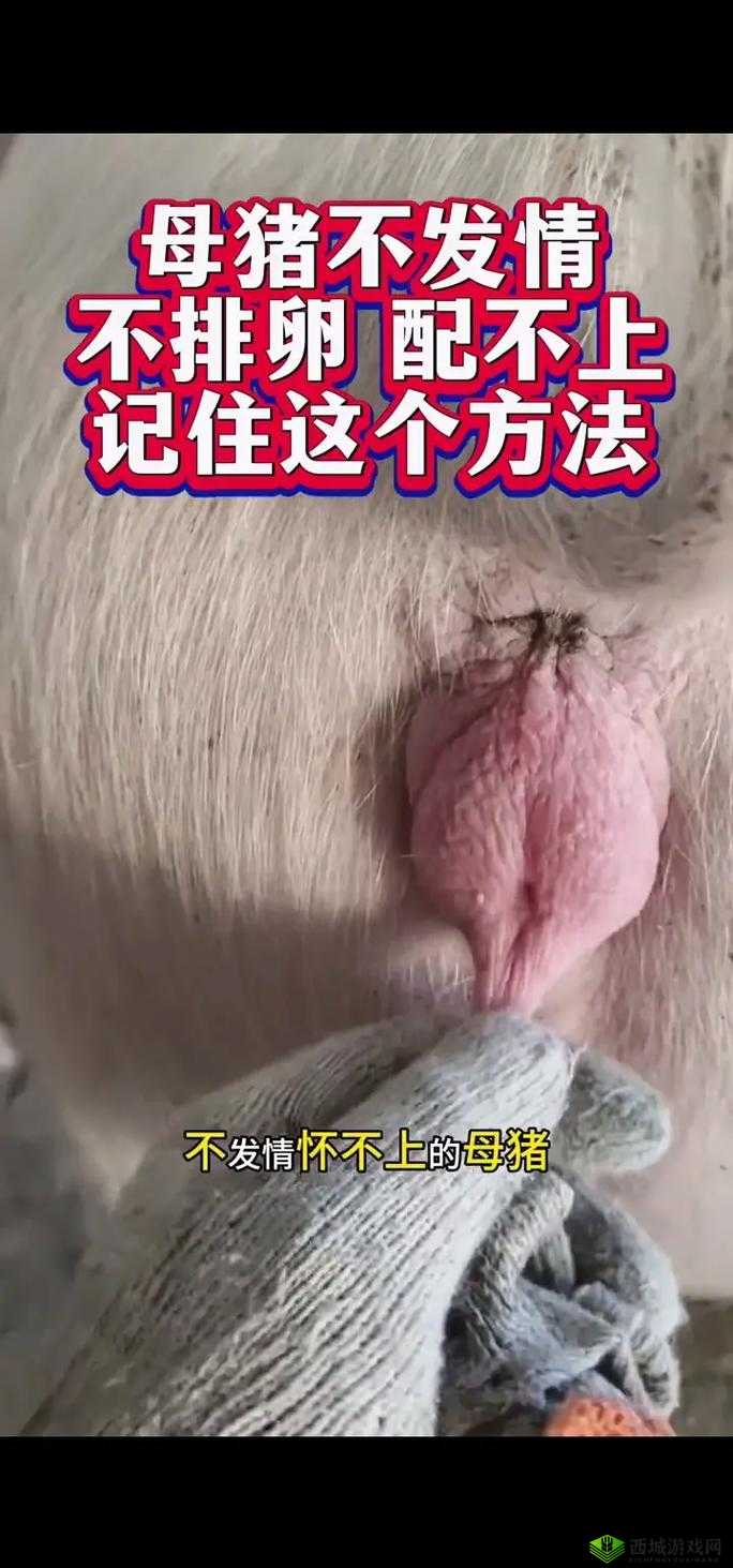 揭秘女人与公豬交交30分钟视频背后的真相:社会伦理与动物保护的深刻反思